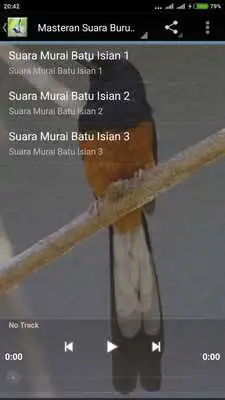 Play Suara Burung Murai Juara Mp3