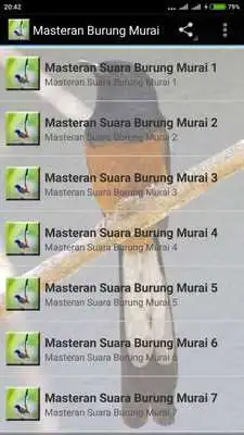 Play Suara Burung Murai Juara Mp3