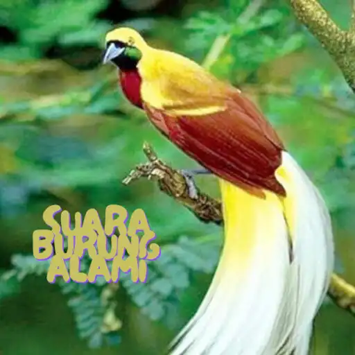 Play Suara Burung Offline Lengkap APK