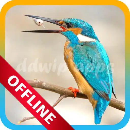 Run free android online Suara Burung Pemikat APK