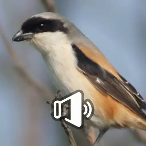Play Suara Burung Pentet APK