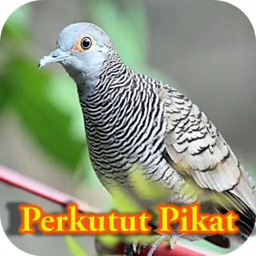 Play Suara Burung Perkutut Pikat APK Play Suara Burung Perkutut Pikat APK