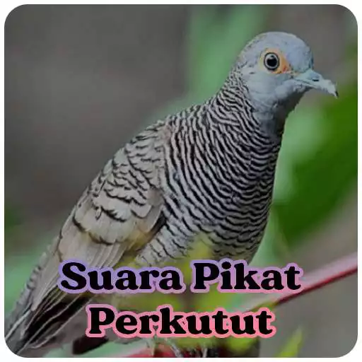 Play Suara Burung Perkutut Pikat MP3 APK Play Suara Burung Perkutut Pikat MP3 APK
