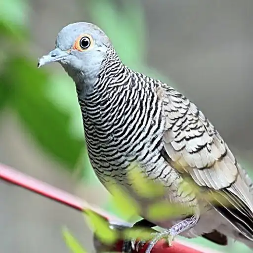 Play Suara Burung Perkutut Pikat as an online game Suara Burung Perkutut Pikat with UptoPlay