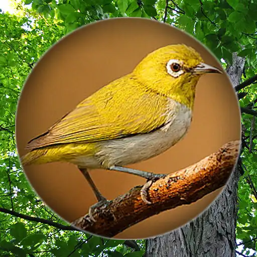 Play Suara Burung Pleci Pikat APK Play Suara Burung Pleci Pikat APK