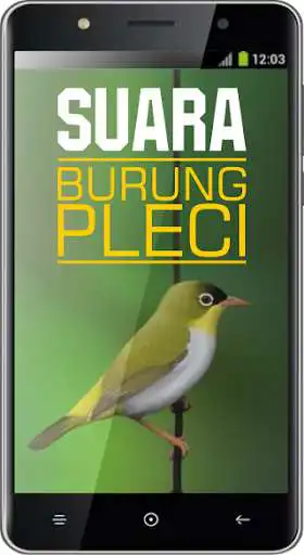 Play Suara Burung Pleci Play Suara Burung Pleci