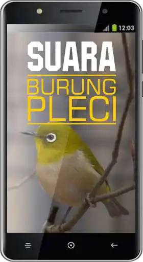 Play Suara Burung Pleci Play Suara Burung Pleci