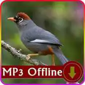Free play online Suara Burung Poksay untuk Masteran Offline APK Free play online Suara Burung Poksay untuk Masteran Offline APK