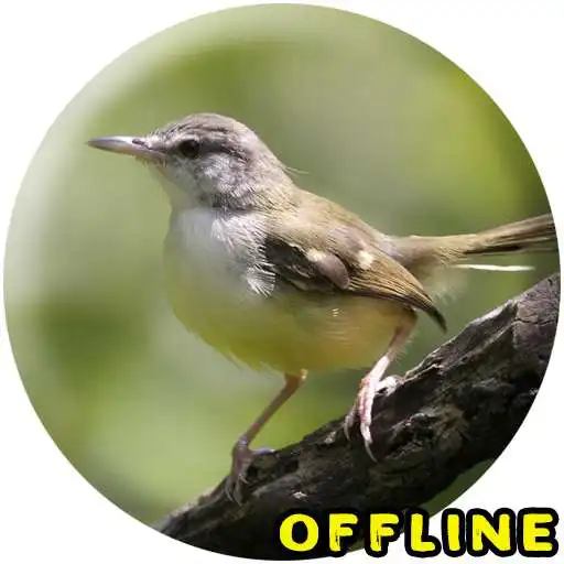 Play Suara Burung Prenjak MP3 APK