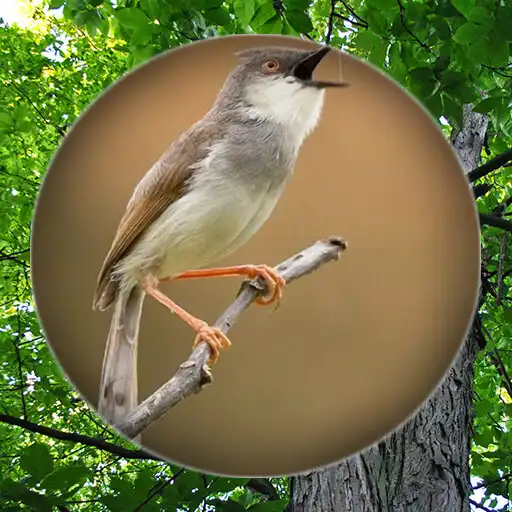 Play Suara Burung Prenjak Pikat APK Play Suara Burung Prenjak Pikat APK