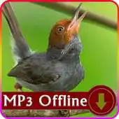 Free play online Suara Burung Prenjak untuk Masteran Offline APK