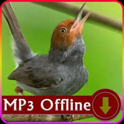 Play Suara Burung Prenjak untuk Masteran Offline Play Suara Burung Prenjak untuk Masteran Offline
