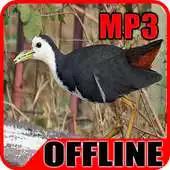 Free play online Suara Burung Ruak Ruak Gacor APK Free play online Suara Burung Ruak Ruak Gacor APK