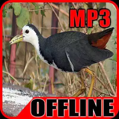 Play Suara Burung Ruak Ruak Gacor