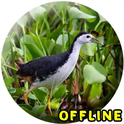 Play Suara Burung Ruak Ruak MP3 APK