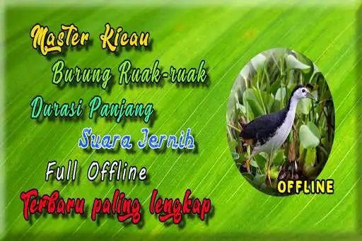 Play Suara Burung Ruak Ruak MP3  and enjoy Suara Burung Ruak Ruak MP3 with UptoPlay