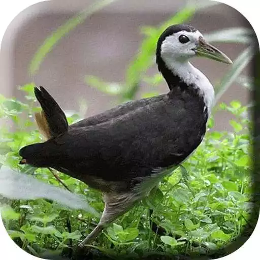 Play Suara Burung Ruak Ruak Pemikat Ampuh APK