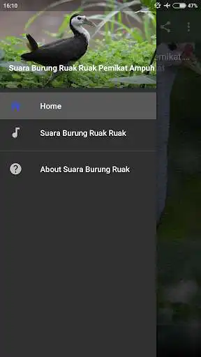 Play Suara Burung Ruak Ruak Pemikat Ampuh  and enjoy Suara Burung Ruak Ruak Pemikat Ampuh with UptoPlay