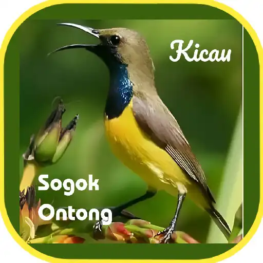 Play Suara burung sogok ontong APK