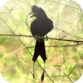 Free play online Suara Burung Srigunting APK