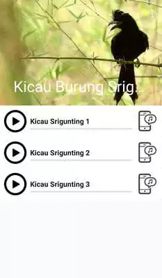 Play Suara Burung Srigunting