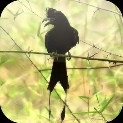 Play Suara Burung Srigunting