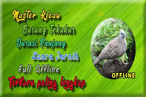 Play Suara Burung Tekukur MP3 and enjoy Suara Burung Tekukur MP3 with UptoPlay Play Suara Burung Tekukur MP3 and enjoy Suara Burung Tekukur MP3 with UptoPlay