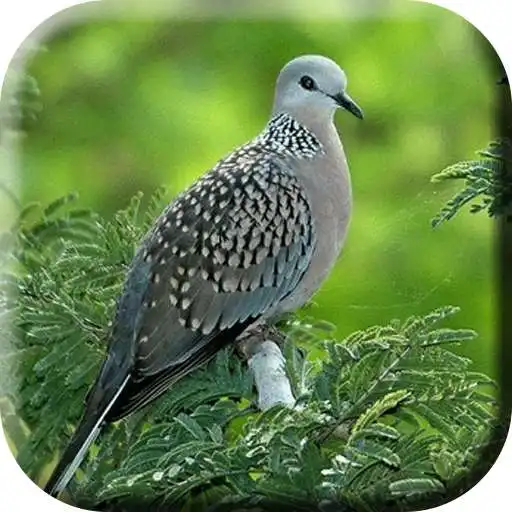 Play Suara Burung Tekukur Pemikat Ampuh APK Play Suara Burung Tekukur Pemikat Ampuh APK