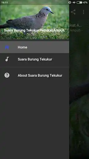 Play Suara Burung Tekukur Pemikat Ampuh  and enjoy Suara Burung Tekukur Pemikat Ampuh with UptoPlay