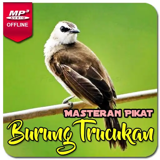 Play Suara Burung Trucukan Gacor APK Play Suara Burung Trucukan Gacor APK