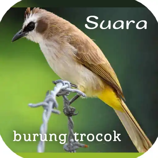 Play Suara burung trucukan APK