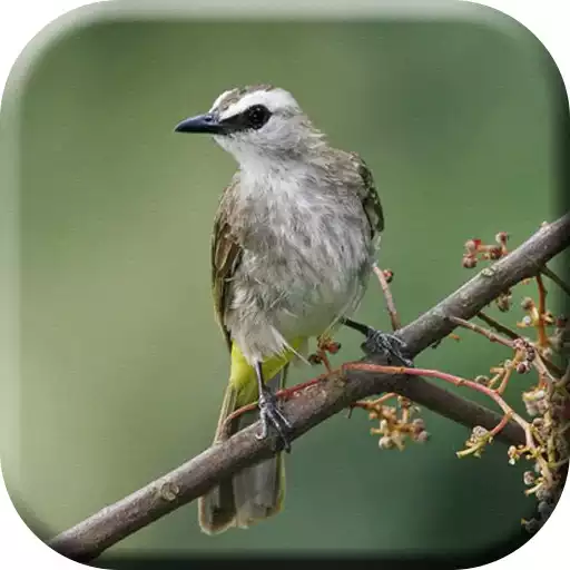 Play Suara Burung Trucukan Pikat APK Play Suara Burung Trucukan Pikat APK