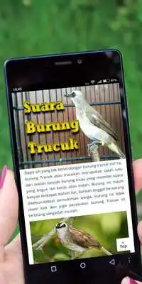 Play Suara Burung Trucuk