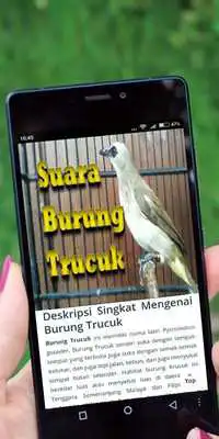 Play Suara Burung Trucuk