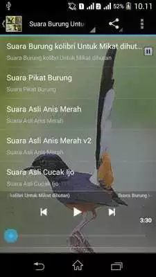 Play Suara Burung Untuk Memikat
