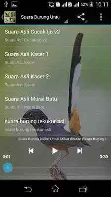 Play Suara Burung Untuk Memikat