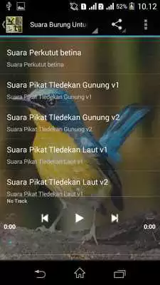 Play Suara Burung Untuk Memikat