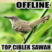 Free play online Suara Ciblek Sawah Gacor APK