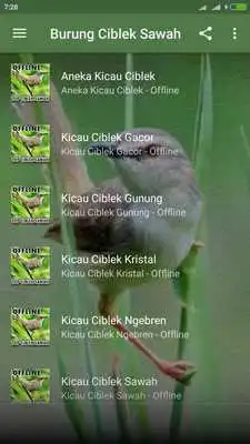 Play Suara Ciblek Sawah Gacor