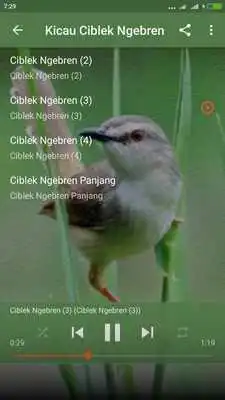 Play Suara Ciblek Sawah Gacor