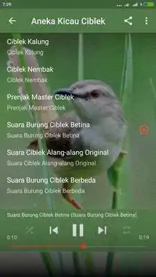 Play Suara Ciblek Sawah Gacor