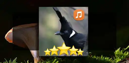 Play Suara Cililin Masteran Gacor  and enjoy Suara Cililin Masteran Gacor with UptoPlay
