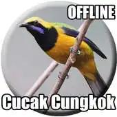 Free play online Suara Cucak Cungkok Gacor APK Free play online Suara Cucak Cungkok Gacor APK