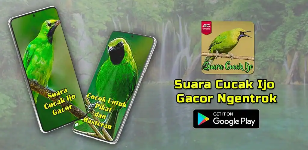 Play Suara Cucak Ijo Gacor Ngentrok  and enjoy Suara Cucak Ijo Gacor Ngentrok with UptoPlay