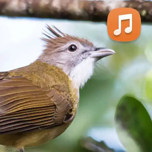 Play Suara Cucak Jenggot Gacor HD APK