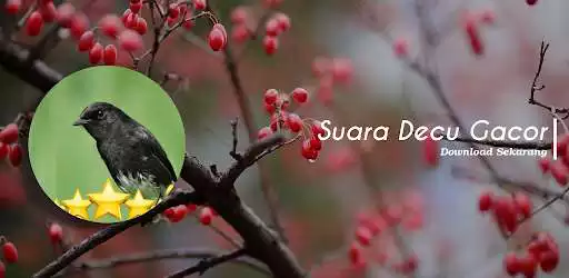 Play Suara Decu Gacor Pilihan as an online game Suara Decu Gacor Pilihan with UptoPlay