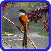 Free play online Suara Hujan Untuk Terapi Burung APK Free play online Suara Hujan Untuk Terapi Burung APK