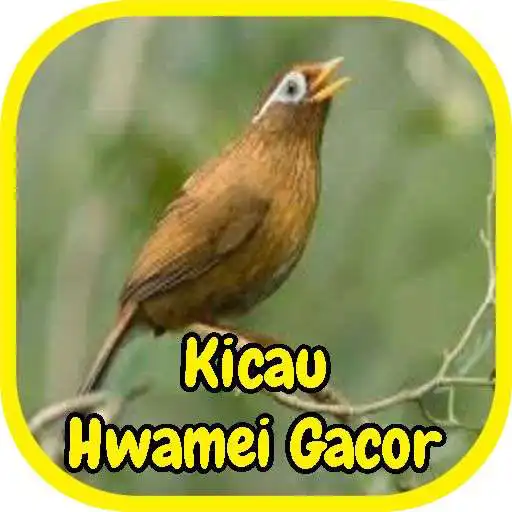 Run free android online Suara Hwamei Gacor APK Run free android online Suara Hwamei Gacor APK