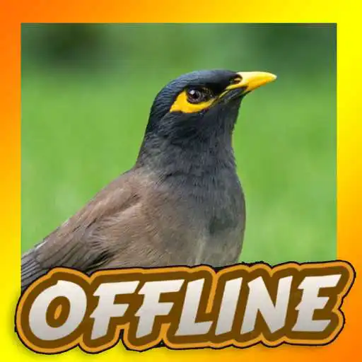 Play Suara Jalak Nias Gacor HD APK Play Suara Jalak Nias Gacor HD APK