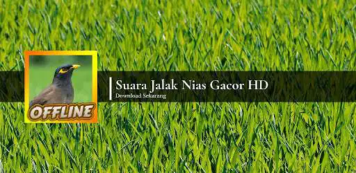 Play Suara Jalak Nias Gacor HD  and enjoy Suara Jalak Nias Gacor HD with UptoPlay